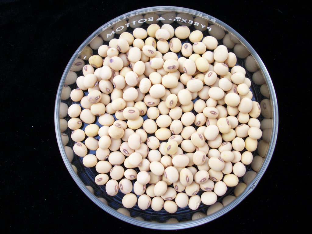 Soybean Seeds Feedipedia